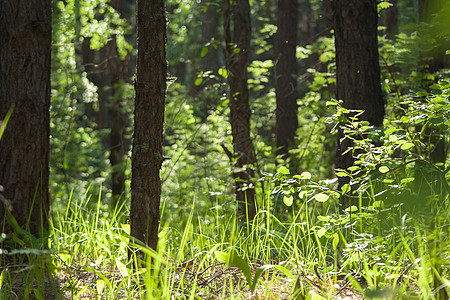 在森林中阳光明媚的一天 有草和树木 夏天在林地阳光下图片