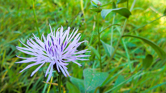 草原上的紫花朵叶子花园花朵晴天野花蓝色植物学宏观阳光紫色图片