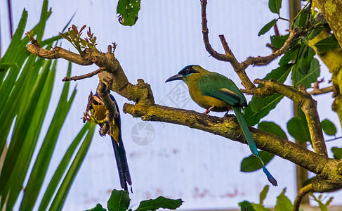 坐在一棵来自南美的热带鸟类种类树上的蓝冠植物群肖像图片