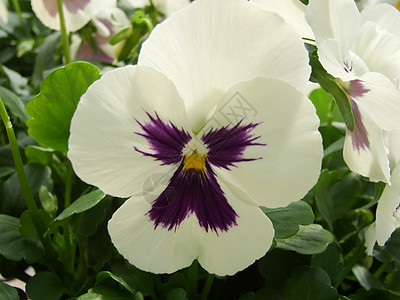 白花和黑花粉丝团 特写多彩的花朵植物群三色园艺花瓣花束晴天中提琴浪漫投标紫色图片