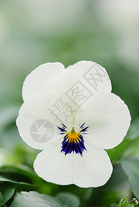 白花和黑花粉丝团 特写多彩的花朵生态花瓣浪漫中提琴草地园艺三色植物群蓝色植物图片