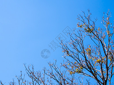 秋季在树上干枯的Padauk水壶叶子太阳紫檀植物场景森林阳光天空季节大果图片