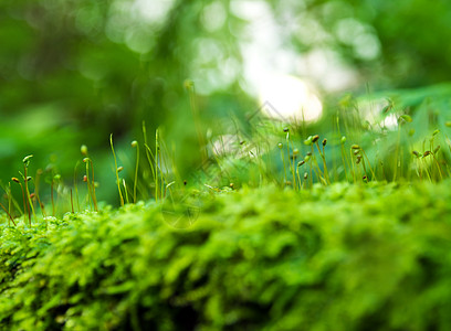 森林石头绿色苔 雨水滴在 t 中生长花园藻类公园环境胶囊石头季节阳光树叶晴天背景