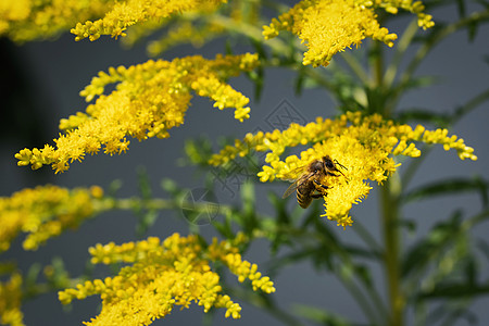 含蜜蜂的金玉花图片