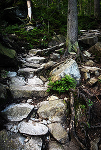 森林中的石头步行道高清图片