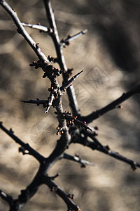 春天的荆棘枝黑色的高清图片素材