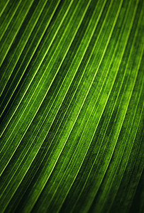 异国情调的棕榈树绿叶细节图片