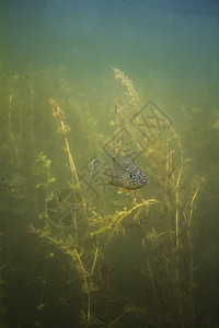 淡水鱼荒野种子鲈形目钓鱼水族环境动物长臂猿野生动物图片