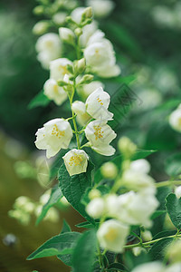 茉莉花在灌木丛中开花宏观芳香婚礼植物花瓣叶子香水疗法花束草本植物图片