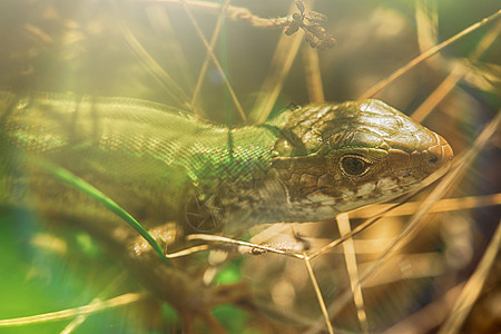 蜥蜴藏在草地里巨蜥皮肤情调异国花园捕食者宏观生物学森林爬虫图片