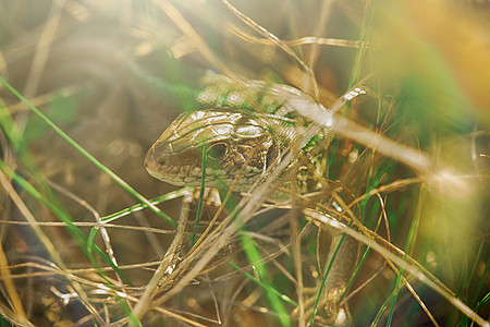 蜥蜴藏在草地里动物巨蜥恐龙异国捕食者花园墙纸爬虫生物学野生动物图片