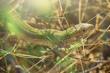 蜥蜴藏在草地里墙纸身体皮肤花园爬虫生物学动物热带变色龙巨蜥图片