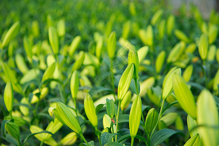 利里玻璃热带植物园艺农场生长温室花朵弯曲材料背景