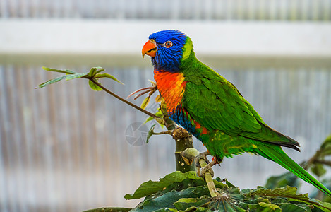 在一棵树上的彩虹小货车 由澳洲的多彩热带鸟种图片