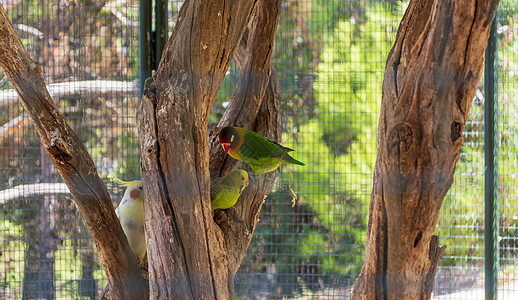 动物园笼子里的多彩鹦鹉图片
