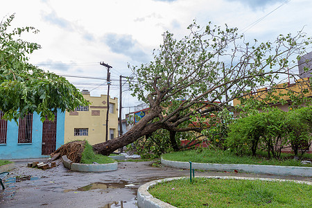 飓风破坏后果路障天气台风街道电缆树干障碍封锁叶子图片