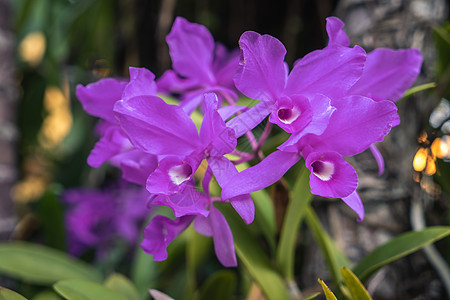 兰花荒野植物群生物学感官紫色花头色彩花瓣知觉礼物图片