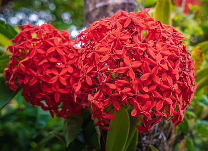 Ixora 科辛纳a植物龙胆国王登嘉楼红花热带植物学花园穗花图片