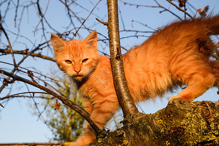 红猫在树上 猫玩耍爬树宠物季节猫科动物猫咪野生动物婴儿情绪苦恼公园橙子图片