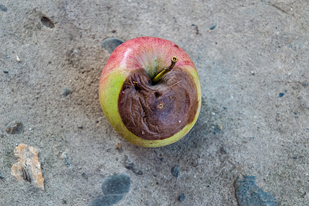 腐烂苹果 衰败苹果 被破坏的苹果水果生活食物蔬菜农场苹果木头农业苔藓地面图片