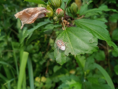 植物叶上的臭虫 灰褐色的臭虫昆虫学蜻蜓宏观花园本地人老鼠半翅目动物树叶生活图片