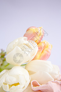 紫色背景上的白色和粉红色郁金香 带有桃色丝带 白色的花朵 宏观形象 放置文本 问候卡 母亲节卡片庆典优雅母亲幸福请柬植物群细节婚图片