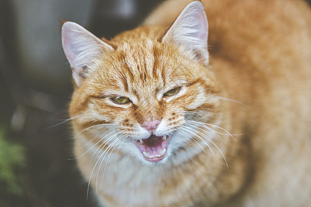 街上流浪的红猫 带着可笑的表情静坐图片