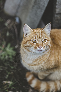 街头流浪流浪的红猫 坐着看老旧猫科孤独乐趣动物宠物小猫城市街道哺乳动物房子图片