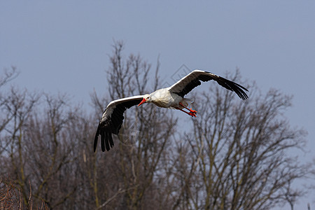 飞着的白色大白鹤滑翔翅膀观鸟栖息地热带航班涉水羽毛鸟类水禽运动背景图片