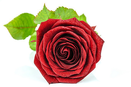 美丽的红玫瑰婚礼生日庆典叶子玫瑰花婚姻展示天鹅绒卡片礼物图片