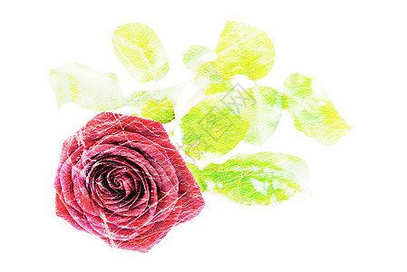 美丽的红玫瑰叶子玫瑰花热情庆典天鹅绒卡片婚礼纪念日生日婚姻图片