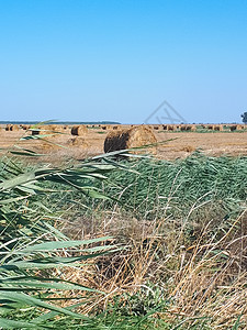 蓝天对阵田野上的干草金子农村地球时间草原草垛天空木头稻草场地图片