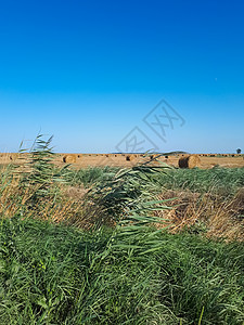 蓝天对阵田野上的干草土壤小麦木头收成植物场地天空土地草本植物大麦图片