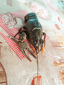 仅河流癌就摆在桌面上 活生生的癌症翅膀贝类天线小龙虾钓鱼野生动物动物海洋螃蟹美食图片