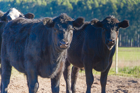 阿根廷农村黑牛放牧的肖像画 照片牧场牛奶白色黑色农场哺乳动物牛肉母牛农业小牛图片