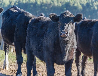 阿根廷牧场阿根廷农村黑牛放牧的肖像画 照片牛奶黑色白色母牛小牛牛肉乡村奶制品动物哺乳动物背景
