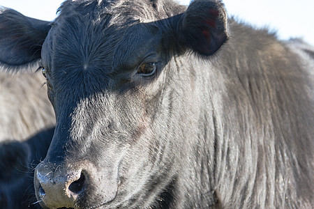 阿根廷农村黑牛放牧的肖像画 照片奶制品奶牛哺乳动物动物黑色牧场农场白色小牛农业图片
