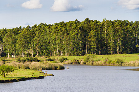 阿根廷的溪流和eucalyptus造林田地景观绿色农业旅游农场农村天空植物牧场乡村蓝色图片