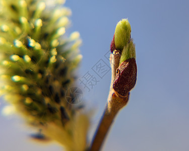 柳树的花朵蓝色柳絮美丽季节黄色天空植物白色植物学宏观图片