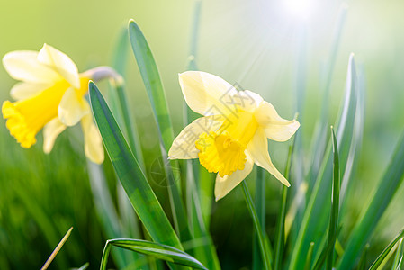 黄春花季节花园晴天太阳灯太阳颜色草地公园花朵背景图片