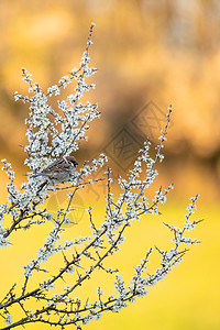 开花树中的欧亚树麻雀花园唱歌野生动物公园羽毛小鸟动物栖息栖息地翅膀图片