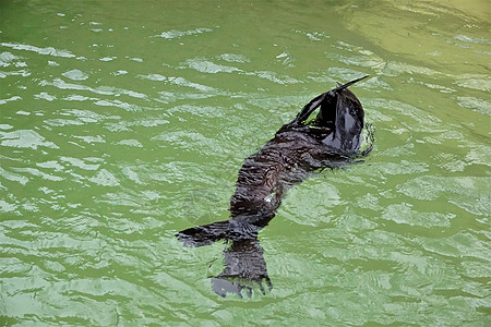 南美毛海豹在游泳池中玩捉藏图片