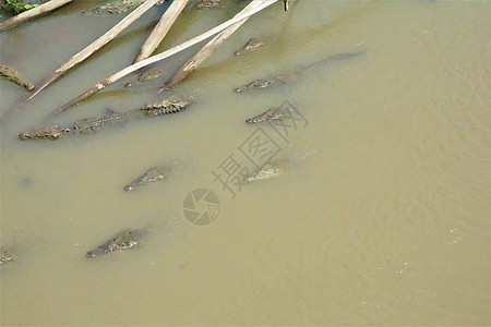 在塔科尔斯河游泳的鳄鱼群图片