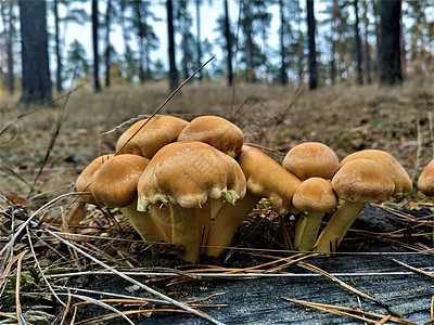 在森林中发现的一群棕色蘑菇图片