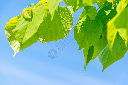 蓝天空和绿树叶公园植物阳光森林环境蓝色太阳季节木头花园图片