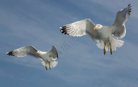 在自然界的蓝天上特写海鸥航班海滩海岸海洋动物天空野生动物羽毛翅膀海鸟图片