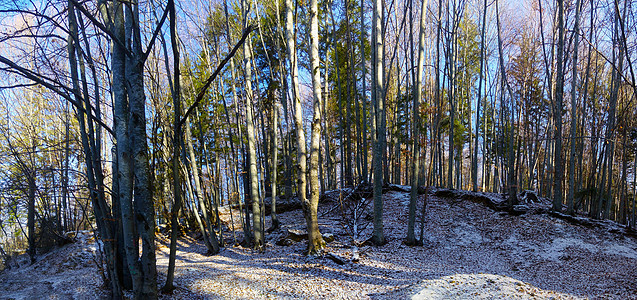 冬季森林风景全景 薄层初雪图片