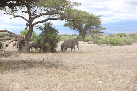 大象喂食肩膀荒野条纹哺乳动物马赛人动物食物野生动物马拉假期图片