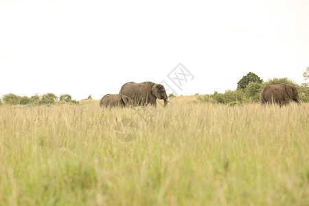 大象喂食马赛人荒野马属条纹斑马食物马拉肩膀哺乳动物假期图片
