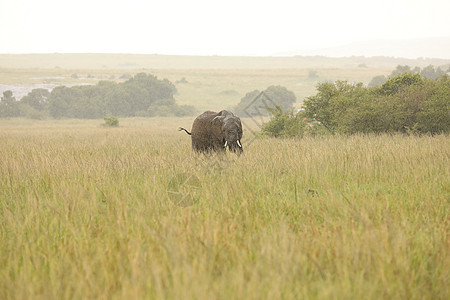 大象喂食肩膀动物斑马食物马属假期荒野条纹马赛人野生动物图片